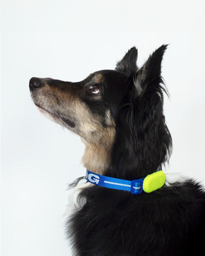 Collares para Perros