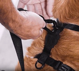Arnés H Phantom para Perro