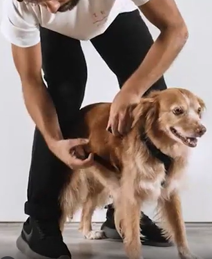 Arnés-H en Skull 2.0 by Zee.dog