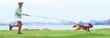 Correa manos libres - Gotham Handsfree Leash by Zee.Dog