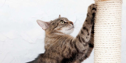 ¿Sabías que los gatos necesitan accesorios adecuados?