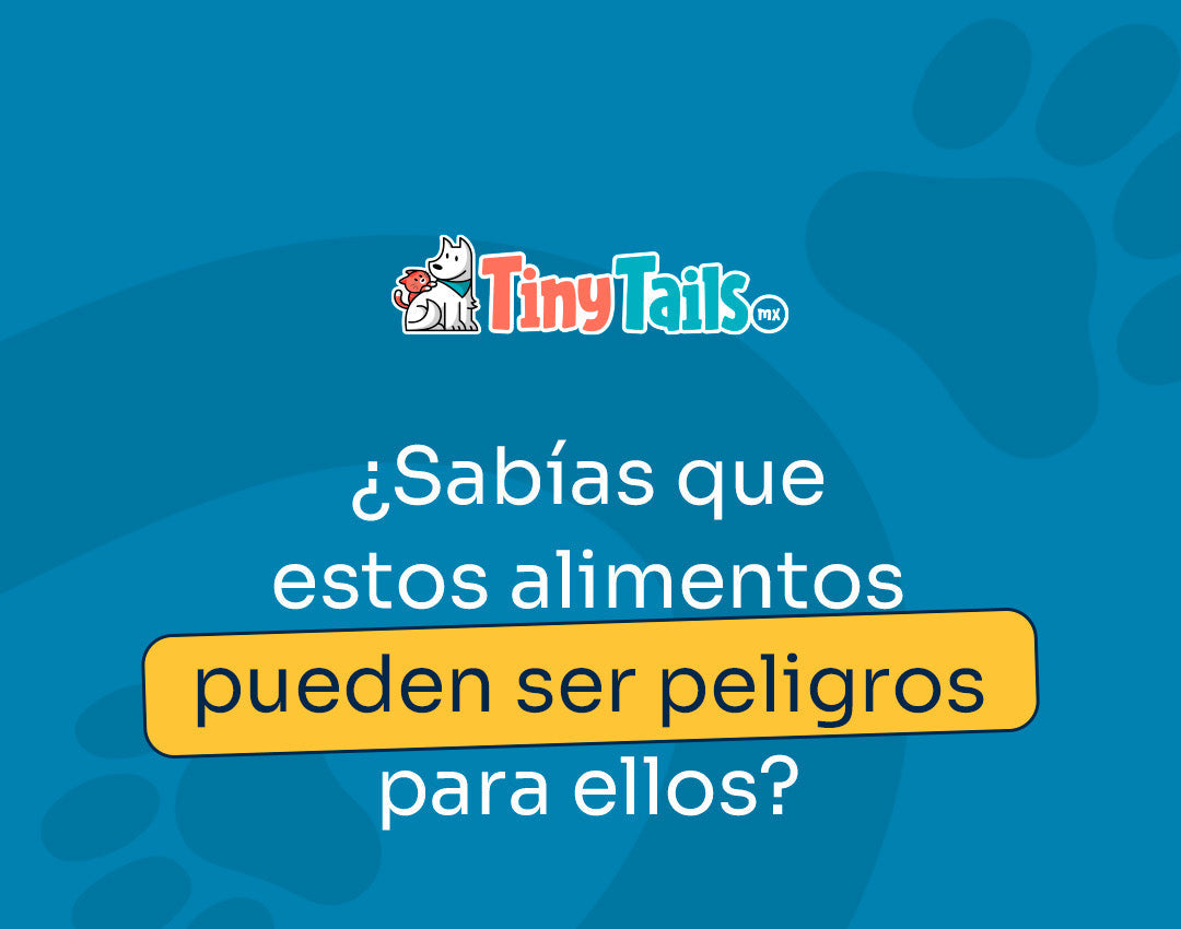 3 alimentos que debes evitar darle a tu perro y cómo elegir el adecuado