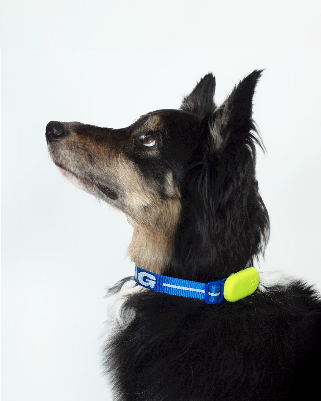 Collares para Perros