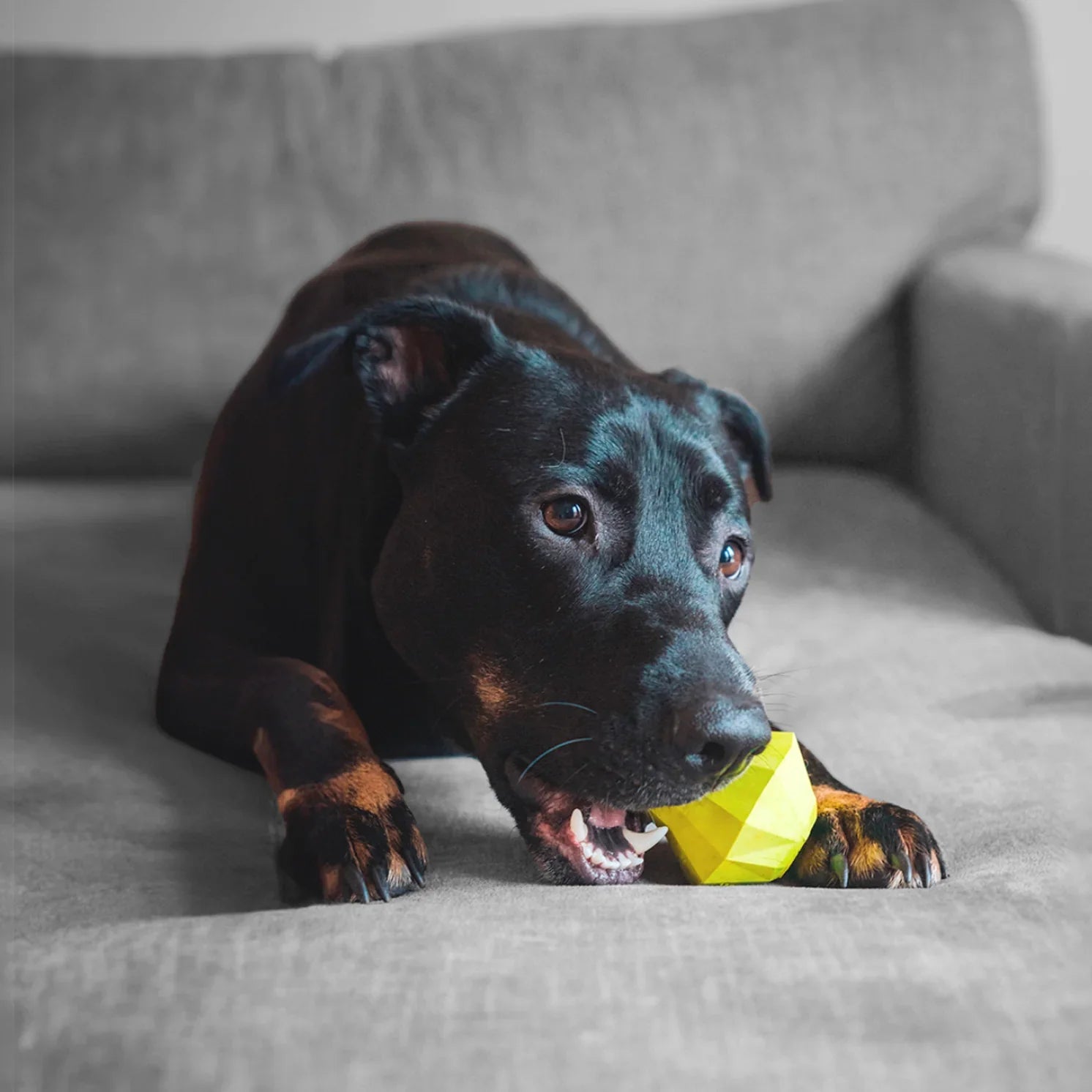 Juguetes para Lomitos