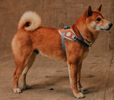 Arnés Fly Suede - Reebok Classic