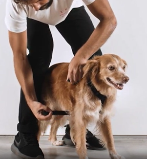 Arnés H Phantom para Perro