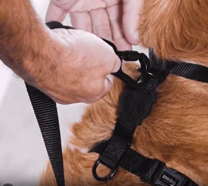 Arnés H Phantom para Perro