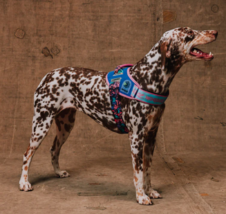 Arnés Fly - Pechera Aerobic by Reebok para Perro