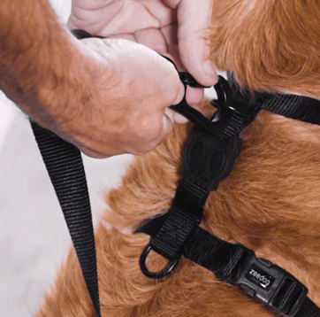 Arnés-H Neopro BubbleGum Bounce by Zee.dog