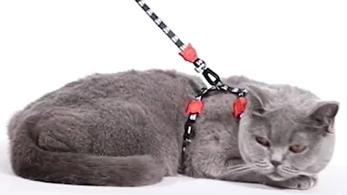 Set Skull 2.0 Arnes Y Correa para gato