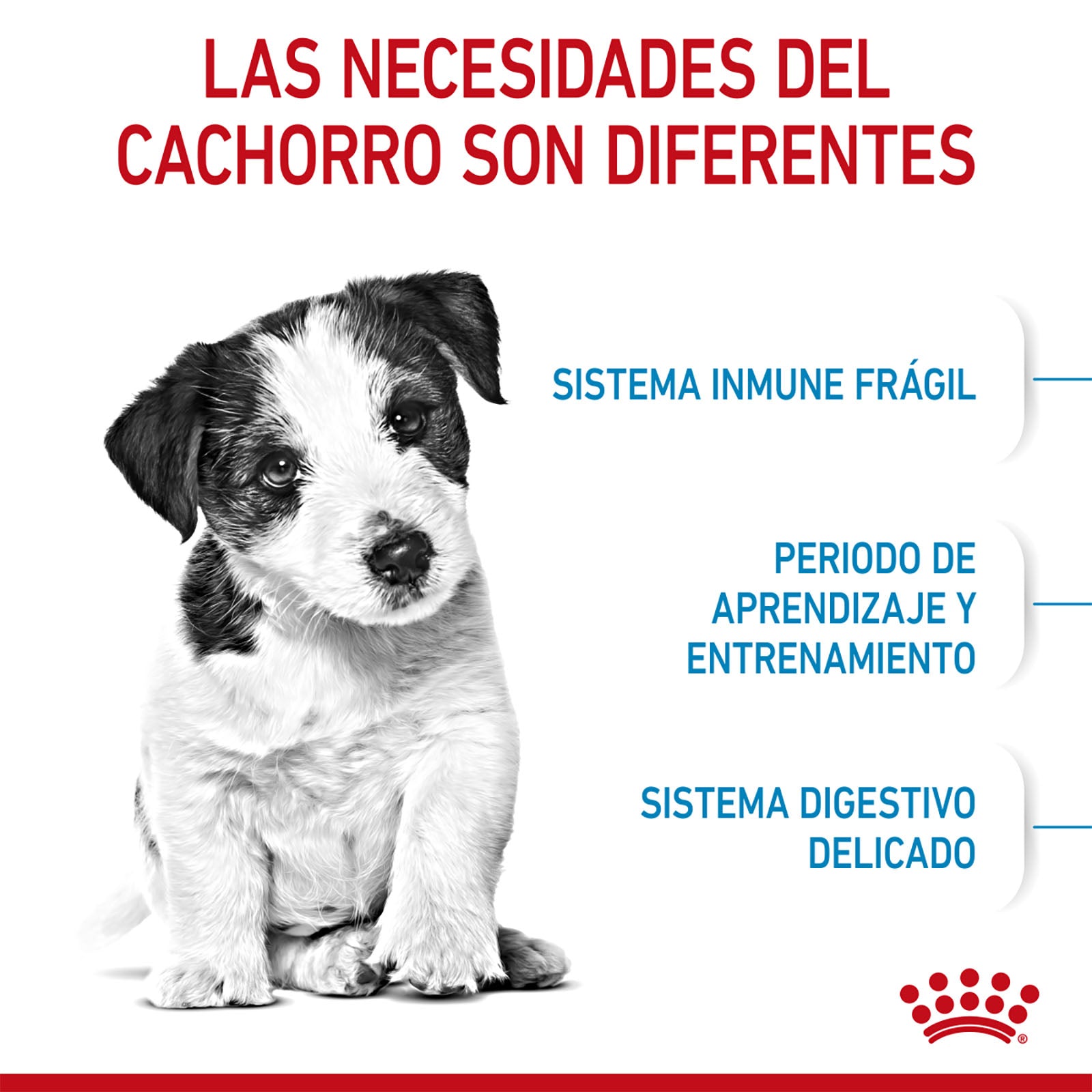 Royal Canin Cachorro Croquetas para Razas Pequeñas,