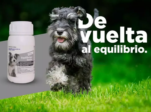 Equilibrium Senior, Revitalizador energético para perros adultos mayores, Frasco con 60 tabletas.