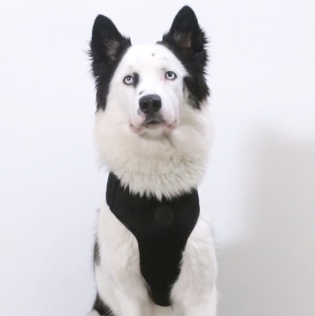 Arnés Court by Reebok Ajustable para Perro - Edición Limitada